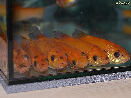 Jako sardinky, ale dobrovolně. ;-)