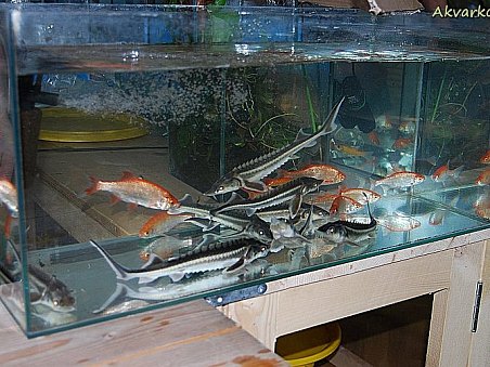 Na burze byli k dostání i jeseteři.