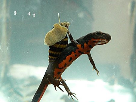 Čolek a jeho kamarádka Helenka :-)