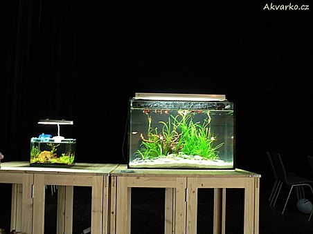 Výstavní akvárka.
