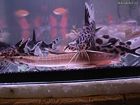 Hrotnočelec a peřovci.