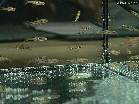 Boraras brigittae - razborka bornejská.