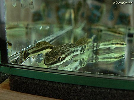 Krunýřovec - Otocinclus cf. affinis