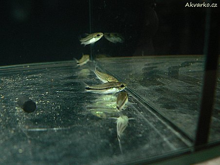 Pancéřníček malý - Corydoras pygmaeus.