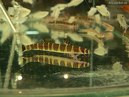 Sekavec příčnopásý - Pangio kuhlii.