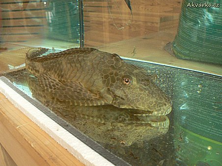 Poněkud přerostlá rybička. ;-)