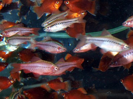 platy a parmičky duhové