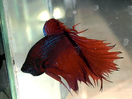 bylo možné koupit i mladé Betty -samce i samičky