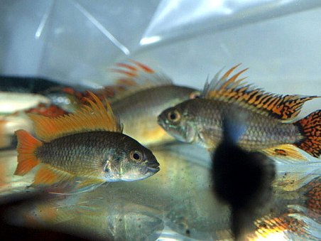 Apistogramma cacatuoides - různé barevné formy