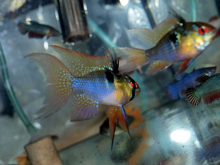 Microgeophagus ramirezi