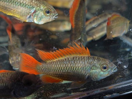 opět cichlidka kakadu double orange