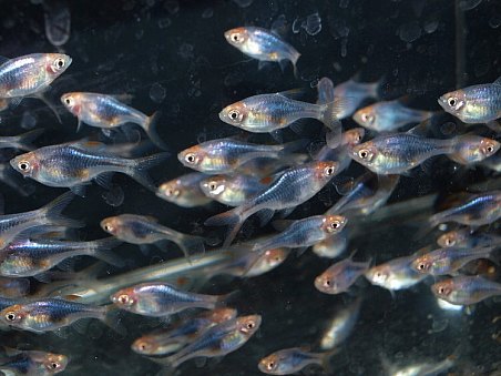 razbory klínoskvrnné