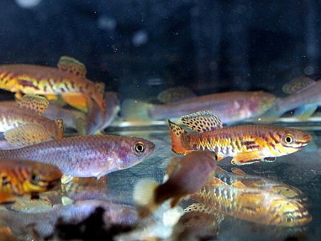 halančíci od Petra Bojanovského