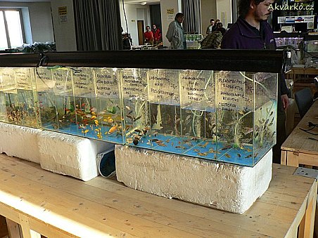 Velký výběr afrických cichlid