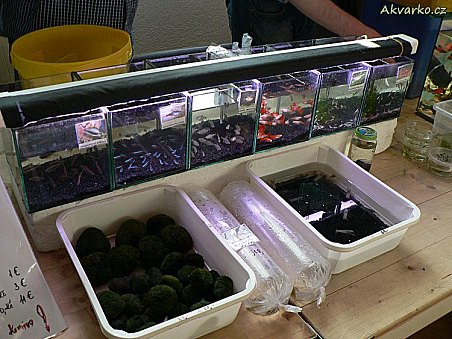 Rybky ze Slovenska od p. Vyslúžila