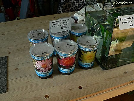 K mání byly i různobarevné lekníny