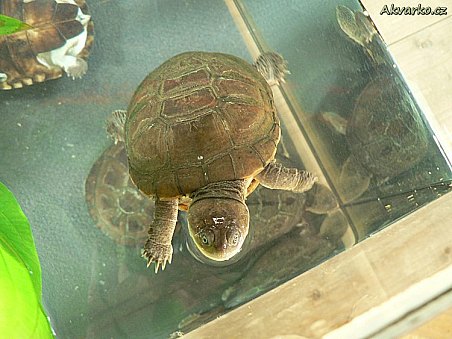 Vodní želva Tereka (Pelomedusa subfura)