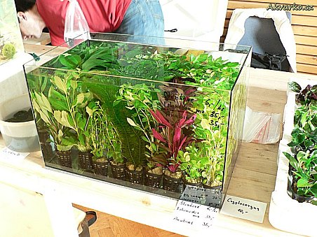 Pěstírna Jaroměř - paní Rindová