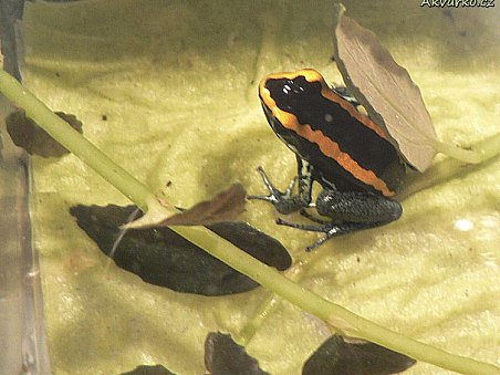 Pralesnička - šípová žába