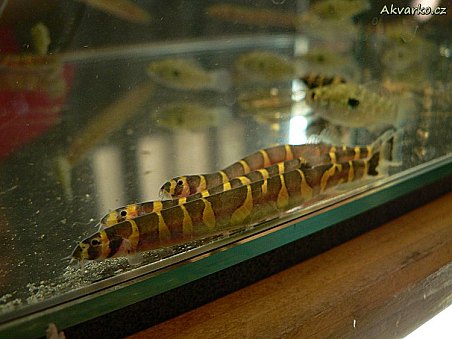 Sekavec příčnopásý