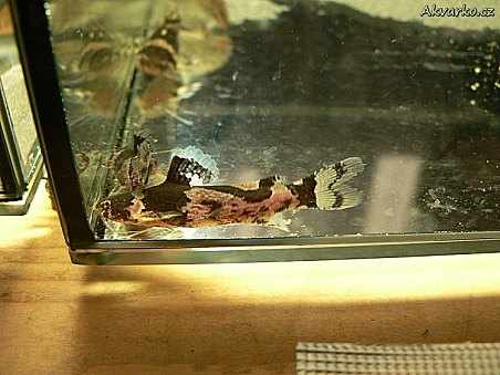 Anténovec z rodu Microglanis