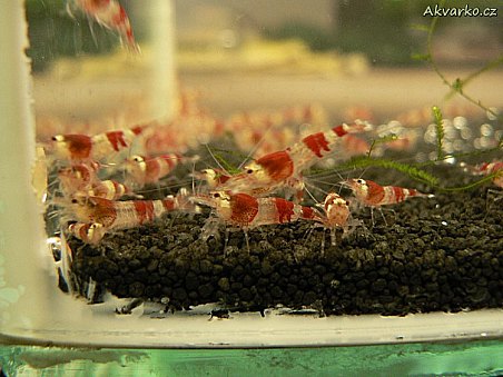 Krevetky Crystal Red