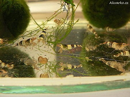 Krevetky Crystal Black