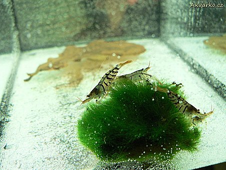 Krevetky Caridina sp. Tiger