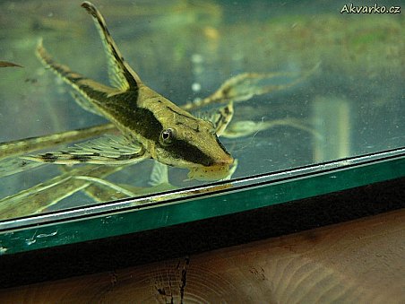 Krunýřovec z rodu Sturisoma