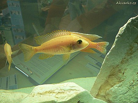 Afričtí tlamovci byli hlavním tématem přednášky na burze