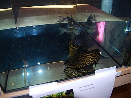 Catfish a její péřovci.