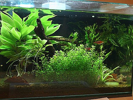 3. místo - Domácí džungle - Veronika Jandová