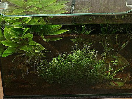 3. místo - Domácí džungle - Veronika Jandová