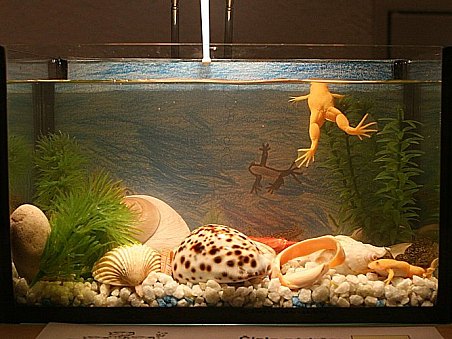 4. místo - Žabičky - Dominik Švancara