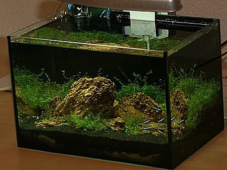 5. místo - IWAGUMI - Tomáš Kubík