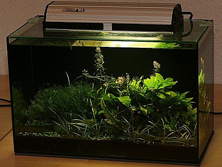 8. místo - Cherry paradise - Katka Schrimpelová