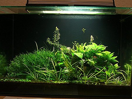 8. místo - Cherry paradise - Katka Schrimpelová