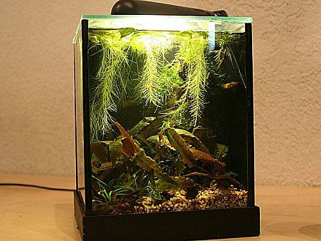 14. místo - Darkness of Asia - Katka Schrimpelová