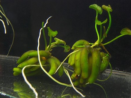 Banánová rostlina, možné získat u 1proaqua.