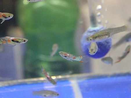 Fotografie z galerie 34. akva burza