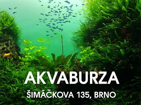 50. akva burza