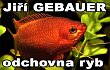 Odchovna ryb - Jiří Gebauer - Zabývá se chovem a prodejem akvarijních ryb, jezírkových ryb, akva