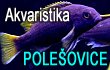 Akvaristika POLEŠOVICE - Kamenná akvaristika s internetovým obchodem